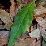 Chimonanthus praecox List