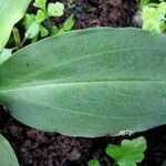 Pelexia obliqua Hoja