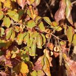 Combretum micranthum Blatt