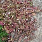 Persicaria capitataЦветок