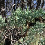 Juniperus deppeana 葉