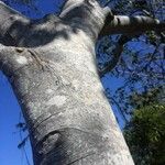 Celtis africana Bark