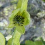 Aconitum anthora ফুল