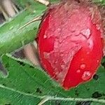 Solanum sisymbriifolium Fruit