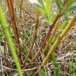 Salix rosmarinifolia Žievė