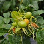 Rosa rugosa Fruit