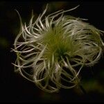 Clematis lasiantha Fruit