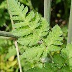 Chaerophyllum aureum Blad