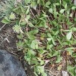 Trifolium retusum ശീലം