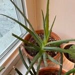 Aloe vera Листок