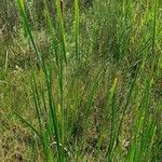 Typha domingensis Hábitos