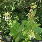 Nicotiana sylvestris 花