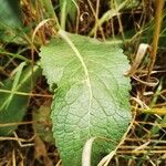 Verbascum lychnitis 葉