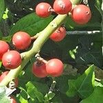 Ilex cornuta ഫലം