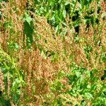 Rumex vesicarius Frucht