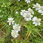 Achillea ptarmicaFlower