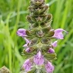 Salvia verbenaca Blüte