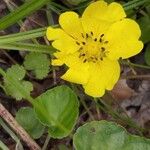 Potentilla reptansЦветок