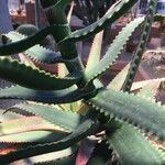 Aloe dawei 葉