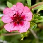 Potentilla nepalensis Flower