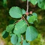 Amelanchier alnifolia Листок