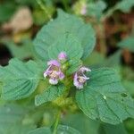 Galeopsis tetrahitFlower