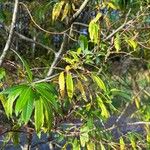 Salix pedicellata Foglia