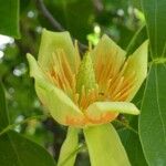 Liriodendron tulipifera Blomst