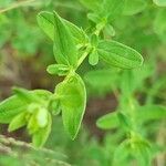 Hypericum tetrapterum Foglia