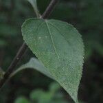 Wedelia fruticosa Leaf