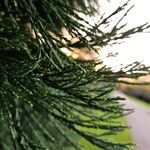 Sequoiadendron giganteum Blad