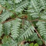 Pteris tripartita Агульны выгляд