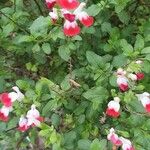 Salvia microphylla 花