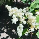 Syringa reticulata Цветок