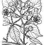 Rubus bifrons 其他