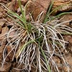 Phleum phleoides Habit