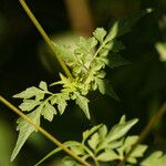 Bidens bipinnata 葉