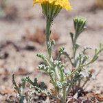 Chaenactis glabriuscula Flower