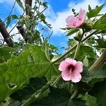 Pavonia urens Flower