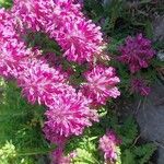 Pedicularis verticillata Flower