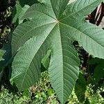 Ricinus communis Leaf