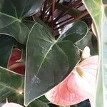 Anthurium scherzerianum Leaf