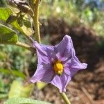 Solanum incanum Virág