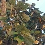 Pterospermum acerifolium Hoja
