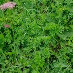 Mutellina adonidifolia 葉