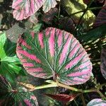 Begonia brevirimosa Habit