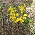 Senecio vernalisFlower