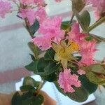 Lagerstroemia indica花