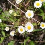 Erigeron strigosusÕis