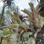 Billbergia vittata Leaf